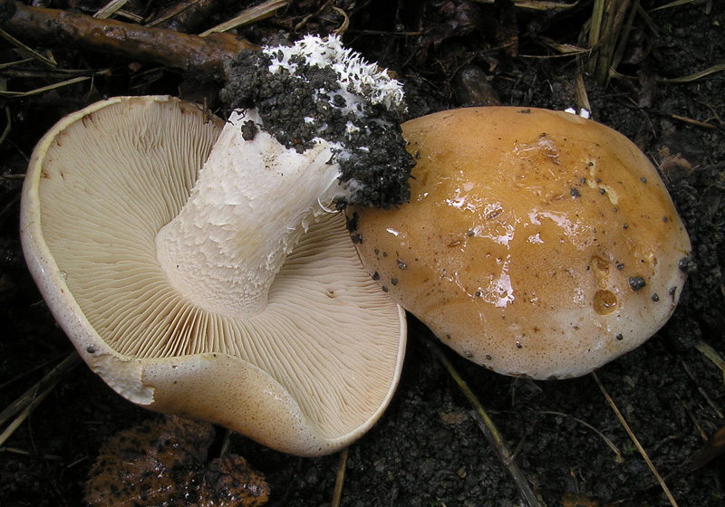 Hebeloma sinapizans (Slzivka ředkvičková)